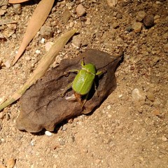 Hylamorpha elegans