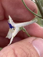 Delphinium leucophaeum