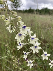 Delphinium leucophaeum
