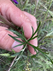 Delphinium leucophaeum