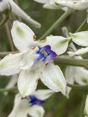 Delphinium leucophaeum
