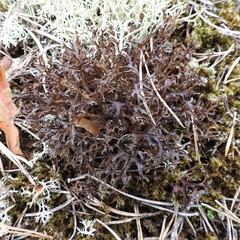 Cetraria ericetorum