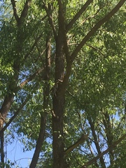 Turdus pilaris