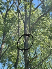 Turdus pilaris