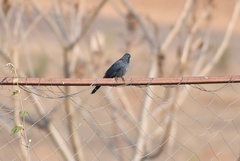 Melanotis caerulescens