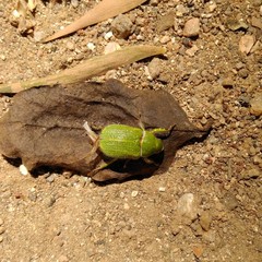 Hylamorpha elegans