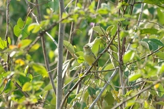 Vireo pallens