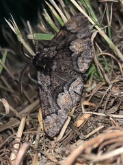 Phaeoura mexicanaria