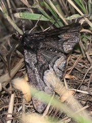 Phaeoura mexicanaria