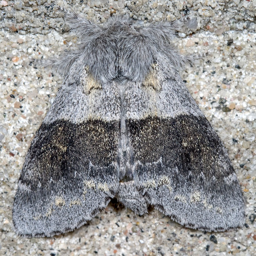 Common Gluphisia Moth