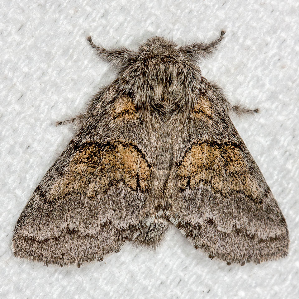 Notodontinae