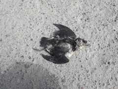 Pelecanoides garnotii