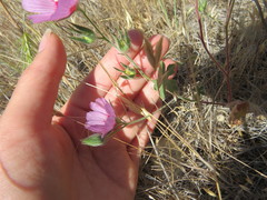 Sidalcea keckii