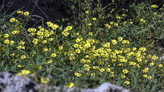 Oxalis pes-caprae