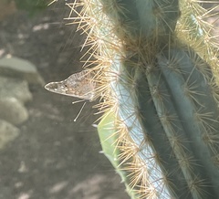 Asterocampa celtis antonia