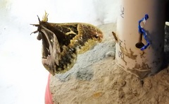 Callosamia angulifera