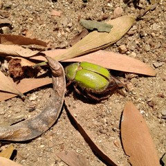 Brachysternus prasinus