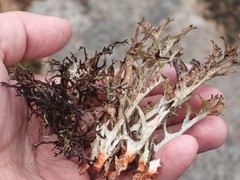 Cetraria ericetorum