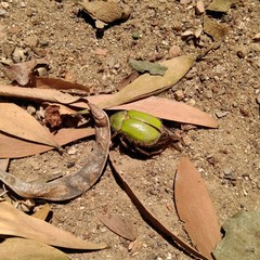 Brachysternus prasinus