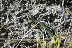 Podarcis vaucheri