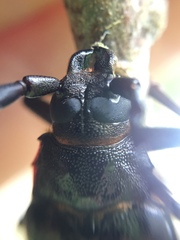 Closterus denticollis