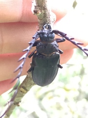 Closterus denticollis