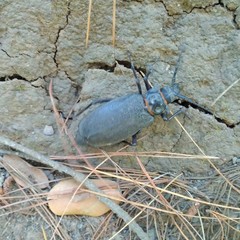 Acanthinodera cumingii