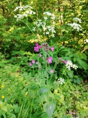 Silene dioica