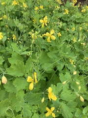 Chelidonium majus