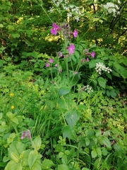 Silene dioica