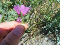 Sidalcea keckii