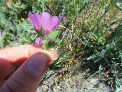 Sidalcea keckii