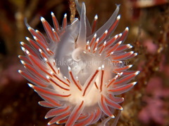 Coryphella