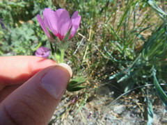 Sidalcea keckii