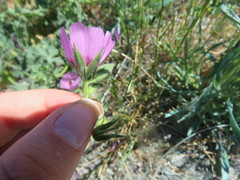 Sidalcea keckii