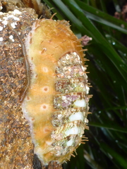 Placiphorella velata