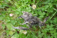 Aves