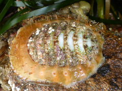 Placiphorella velata