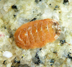 Chitonoidea
