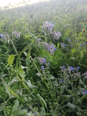 Borago officinalis