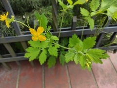 Chelidonium majus