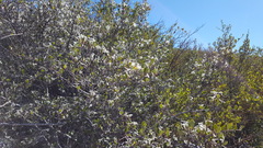 Cercocarpus betuloides betuloides