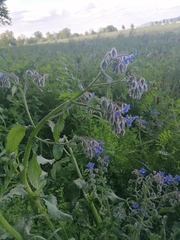 Borago officinalis