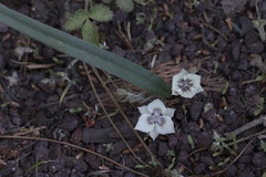 Calochortus westonii