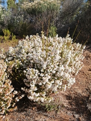 Erica capensis