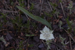 Calochortus westonii