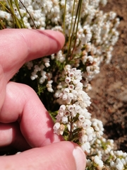 Erica capensis