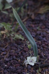 Calochortus westonii