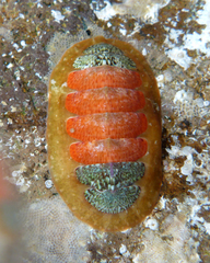 Dendrochiton flectens