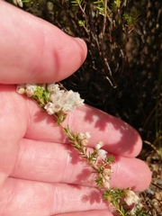 Erica capensis
